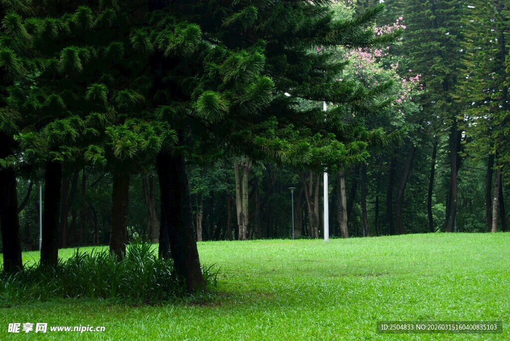 林间绿草地 静谧自然景