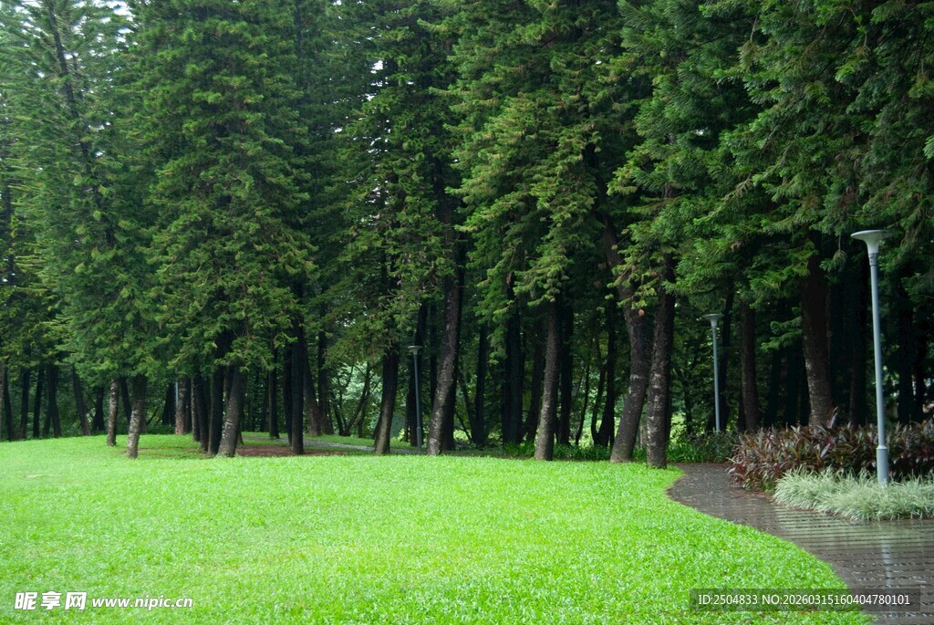 林间绿草地 静谧自然景