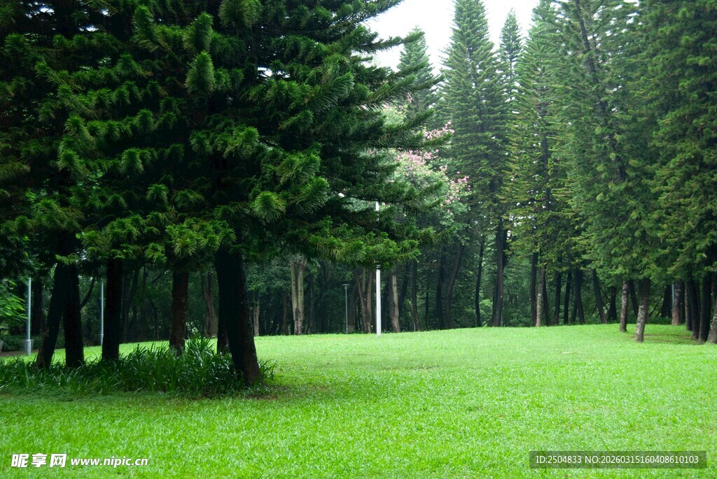 林间绿草地 静谧自然景