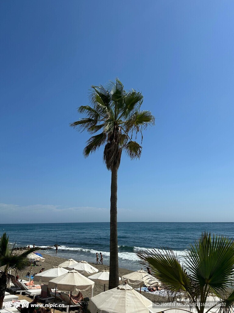 海边棕榈树与遮阳伞景致