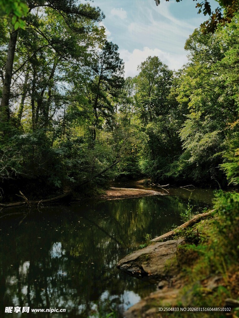 宁静河畔森林美景