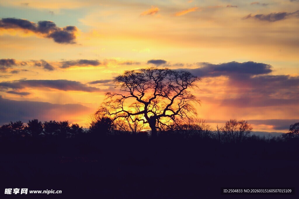 夕阳下的孤树剪影