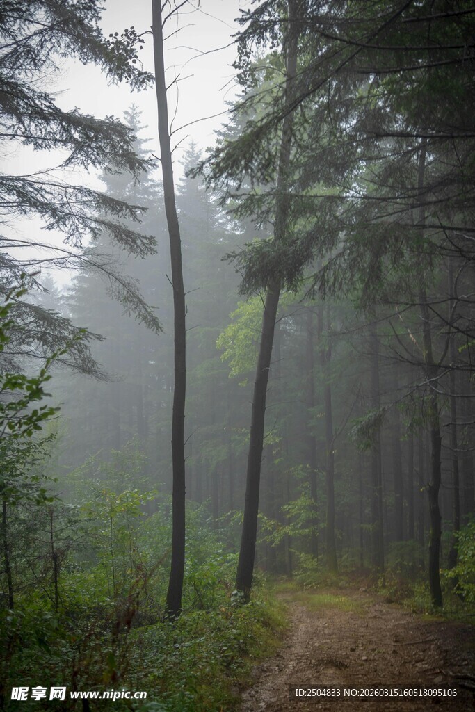 迷雾中的静谧森林小道
