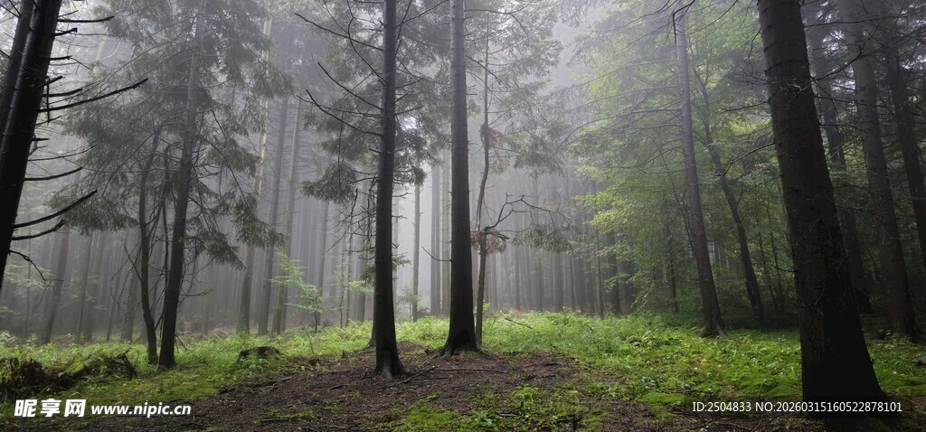 迷雾森林中的静谧小径