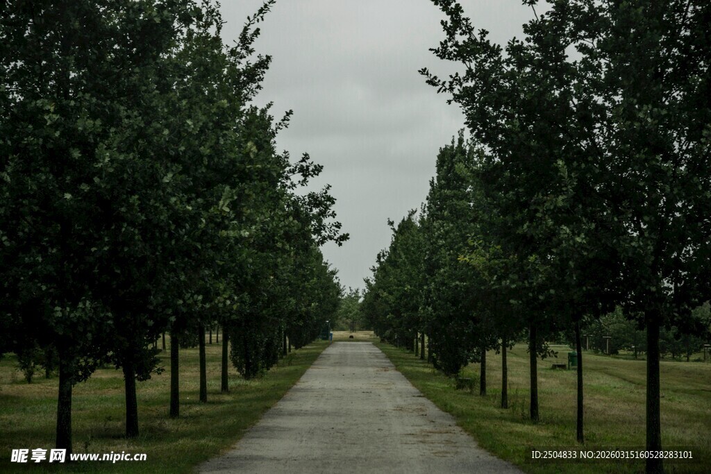 林荫小道 静谧绿意之路