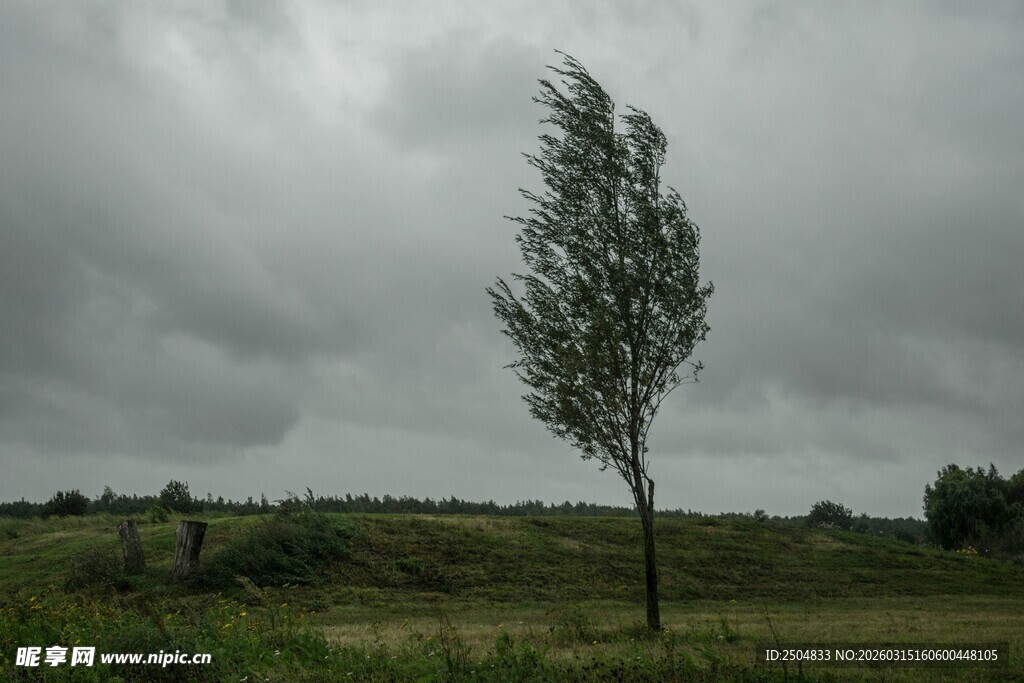 旷野孤树 乌云下的寂寥
