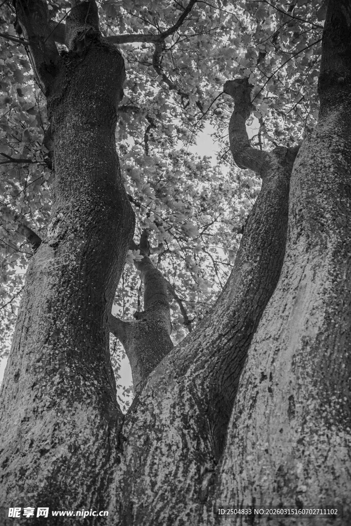 古老大树的独特枝干纹理