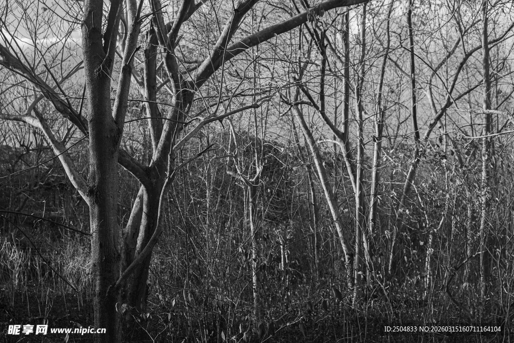 冬日枯树林景象