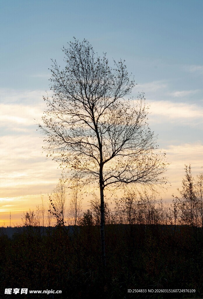夕阳下的孤树