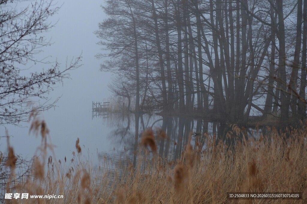 雾中湖畔芦苇与树木景观