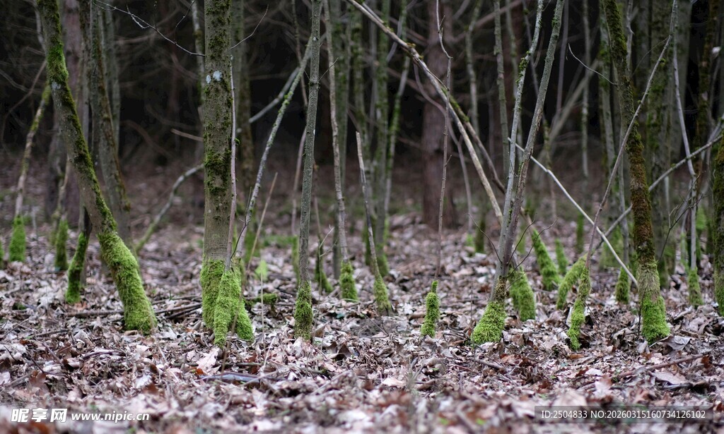 森林中破土而出的嫩绿新芽