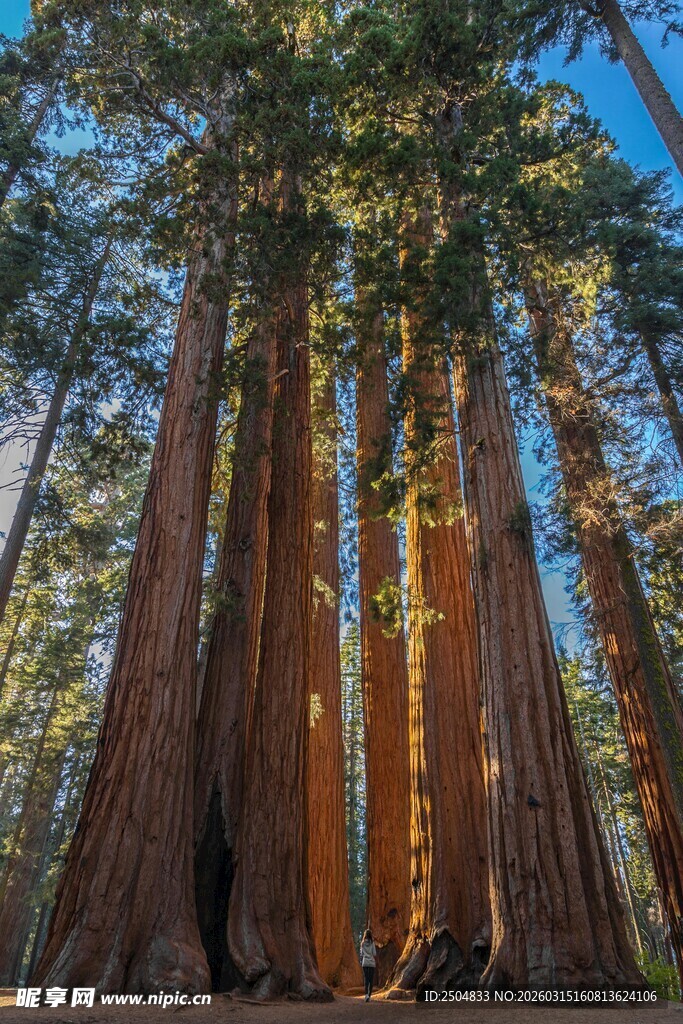 壮观红杉林 高大挺拔