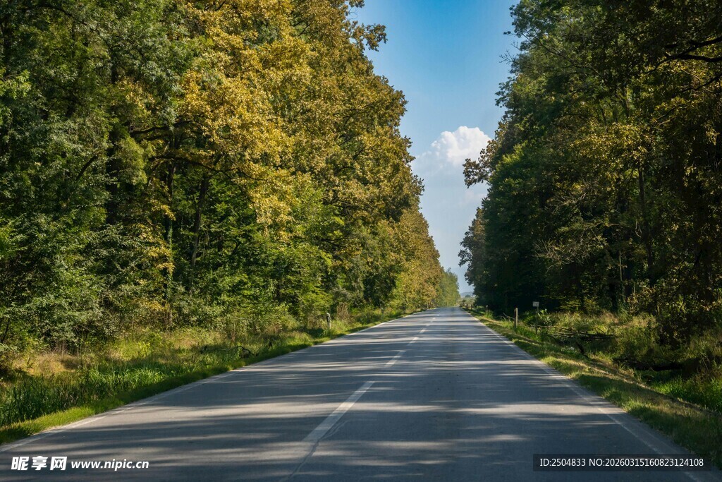 林间公路 畅享自然之美