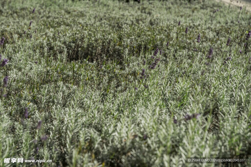 广袤绿色草地景观