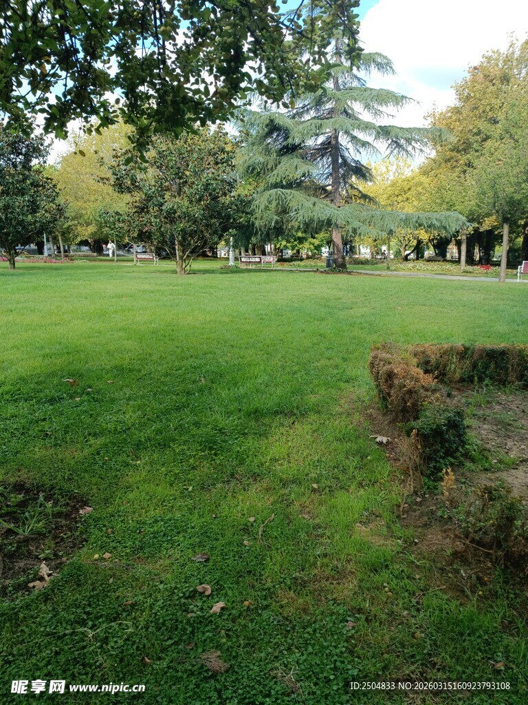 绿意盎然的公园草地