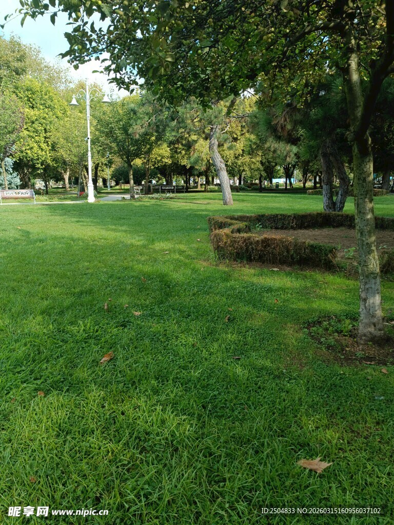 绿意盎然的公园草坪