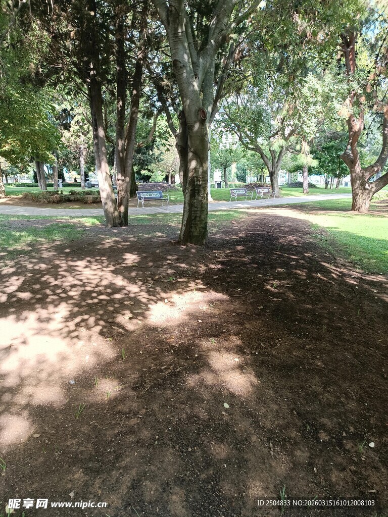 公园树荫下的静谧景致