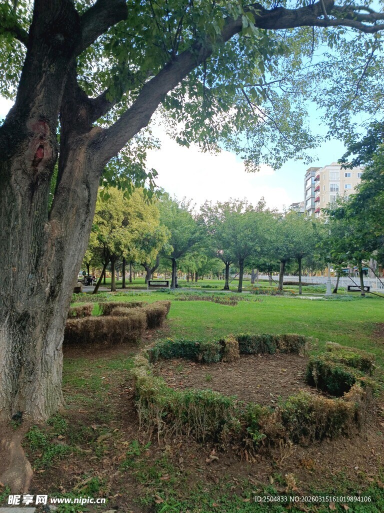 公园大树下的静谧景致