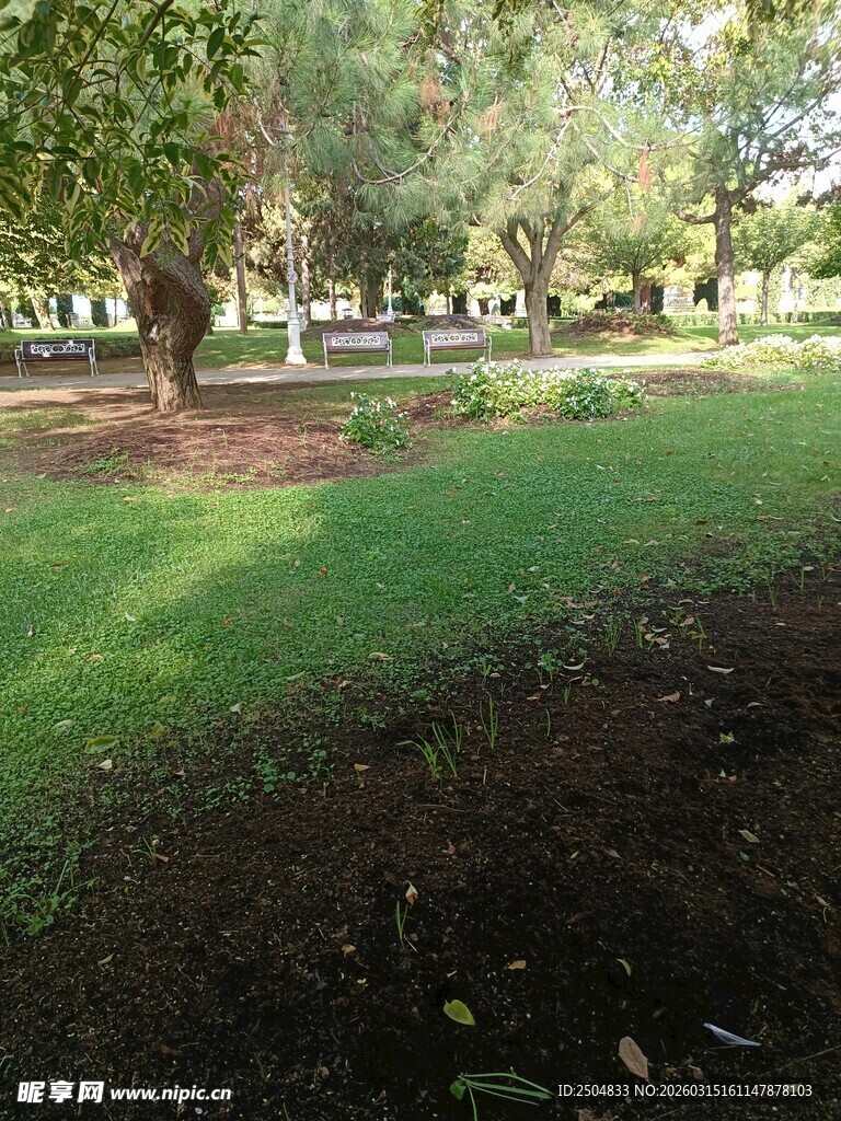 阳光洒落的静谧绿意公园