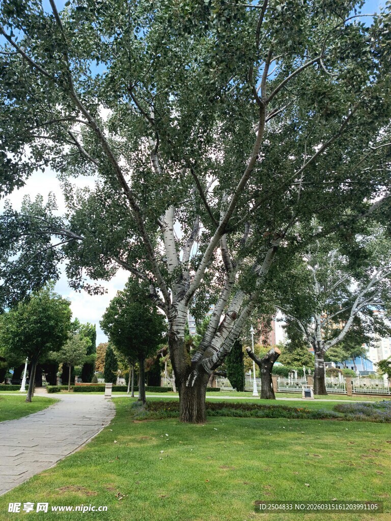 公园绿荫下的宁静小径