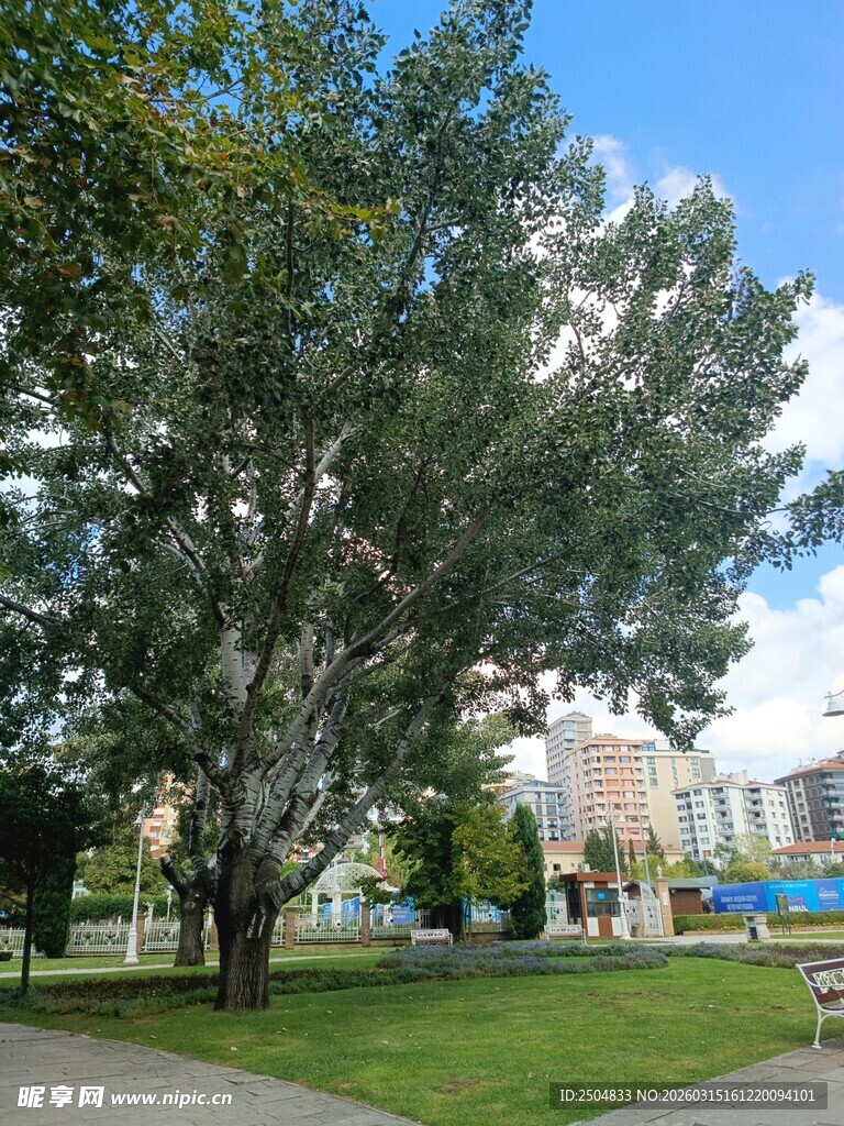 公园中葱郁大树与开阔草地