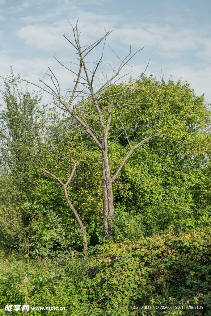 枯树挺立在葱郁植被间