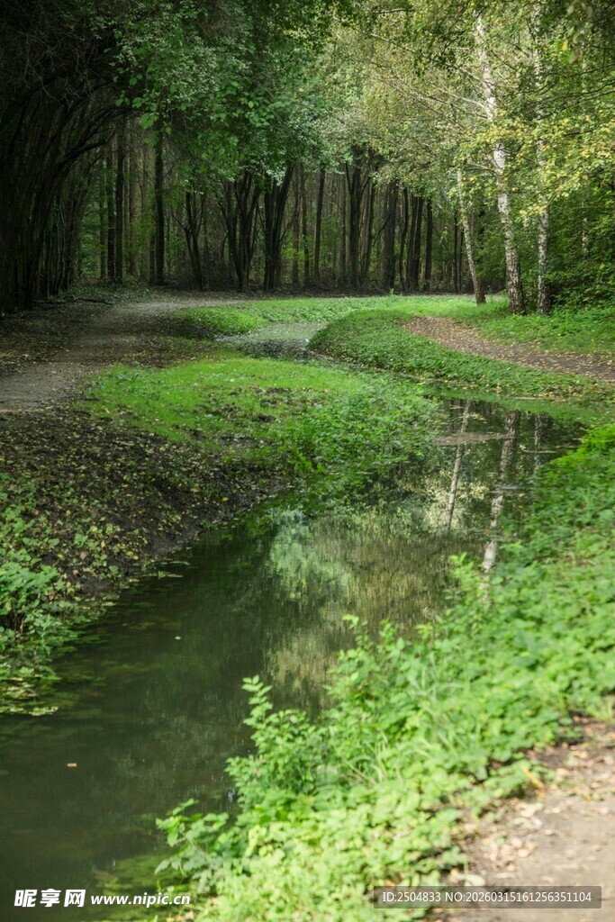林间溪流 静谧自然景致