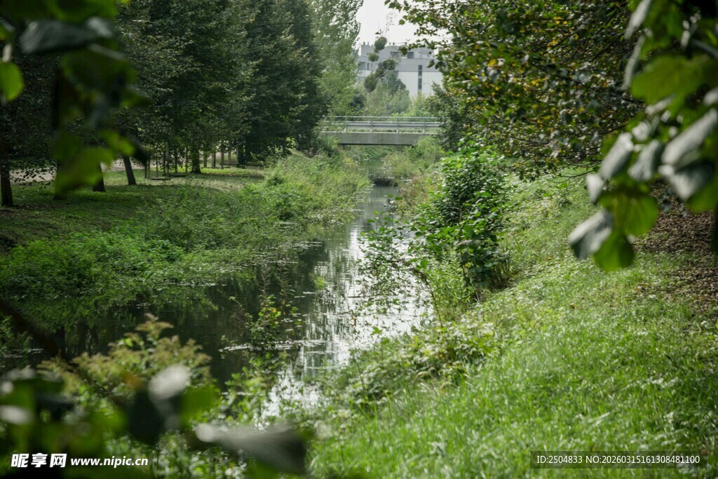 绿意盎然的林间小溪