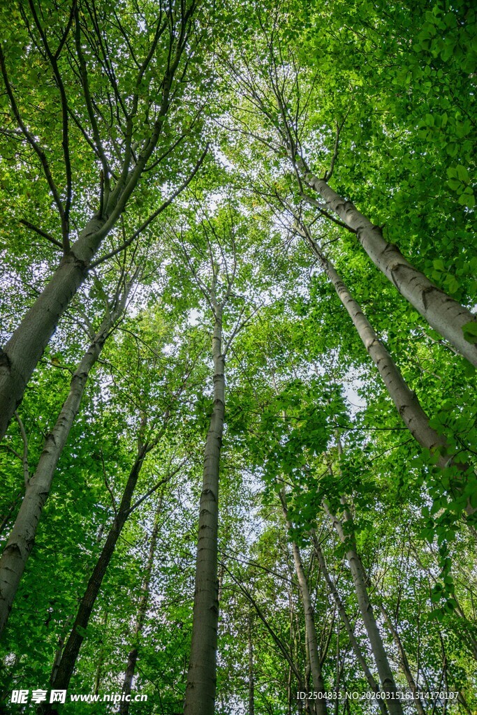 仰视葱郁森林树冠