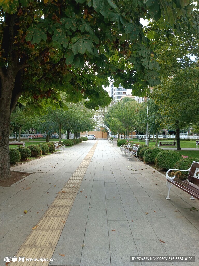 林荫下的静谧公园步道