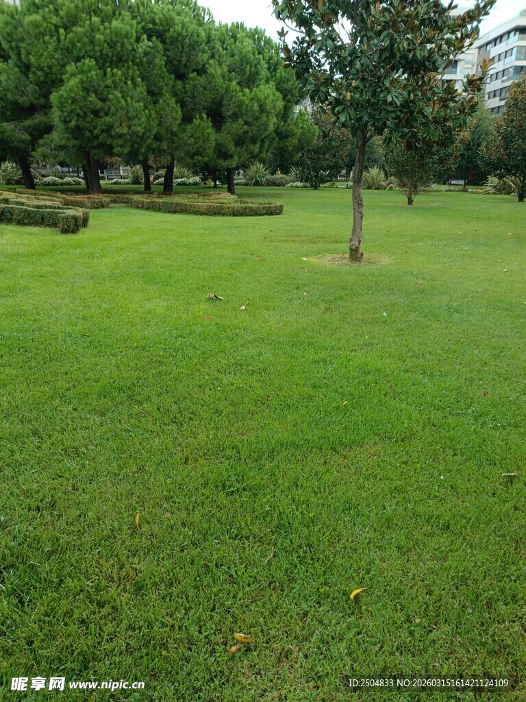 绿意盎然的公园草地