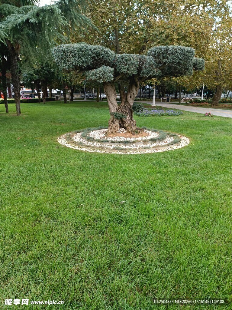 草坪上的独特造型树木