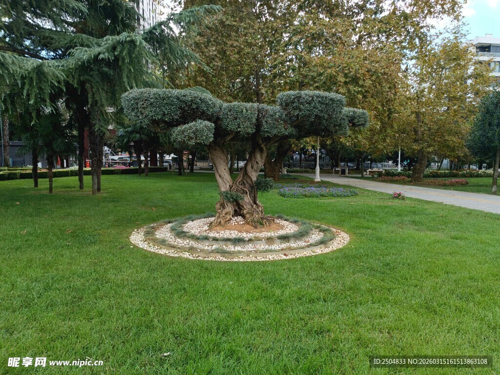 公园中独特造型的树木