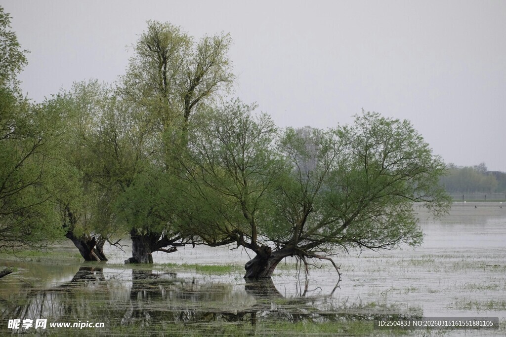 水畔垂柳 尽显自然野趣