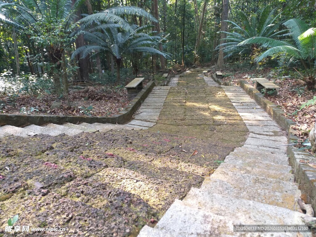 林间石径 静谧自然景致