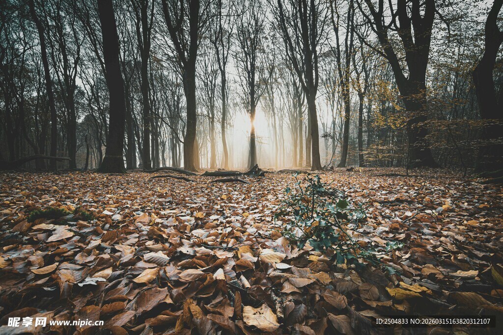 秋日林间落叶与朦胧微光
