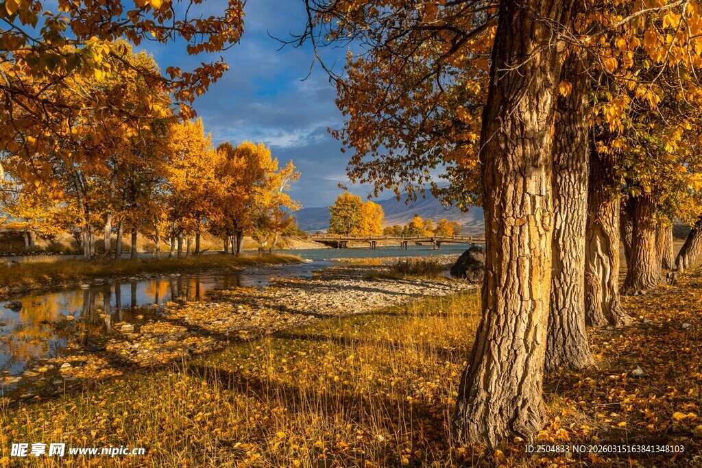 秋日湖畔树林美丽风光