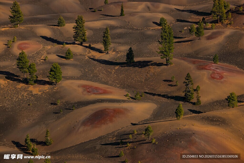 五彩山丘间的稀疏树木