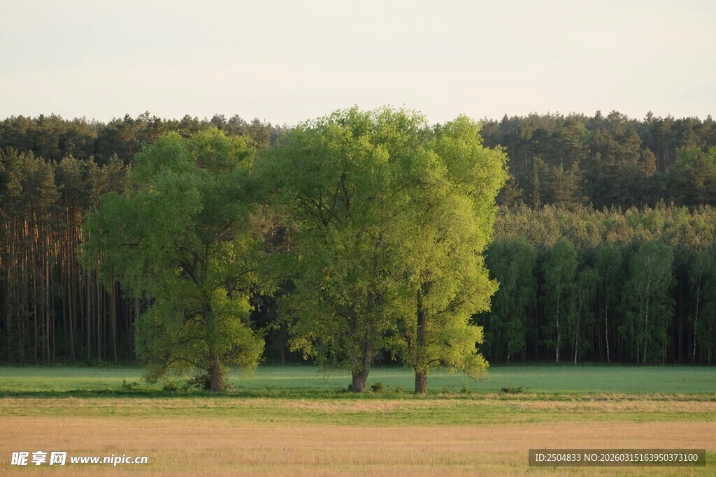田野边的绿树