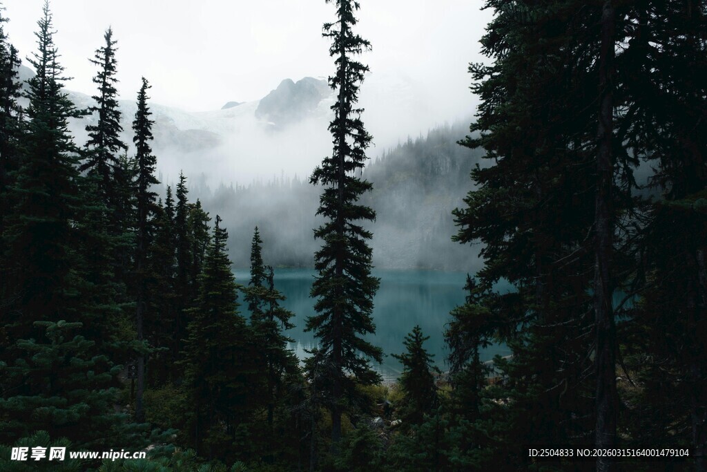 云雾缭绕的茂密山林