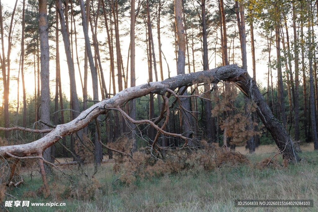 倒伏在林间的枯树