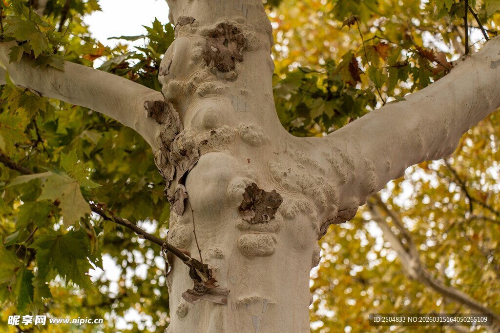 斑驳树干旁的黄绿树叶