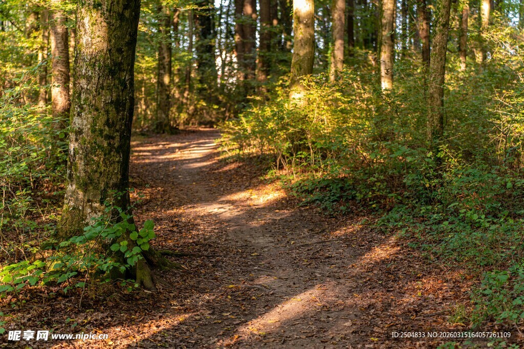 林间小径 沐浴秋日暖阳