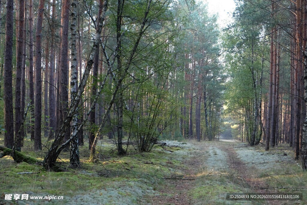 林间小道 静谧森林风光