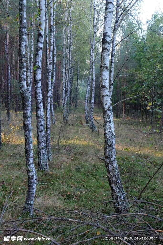 白桦林风景