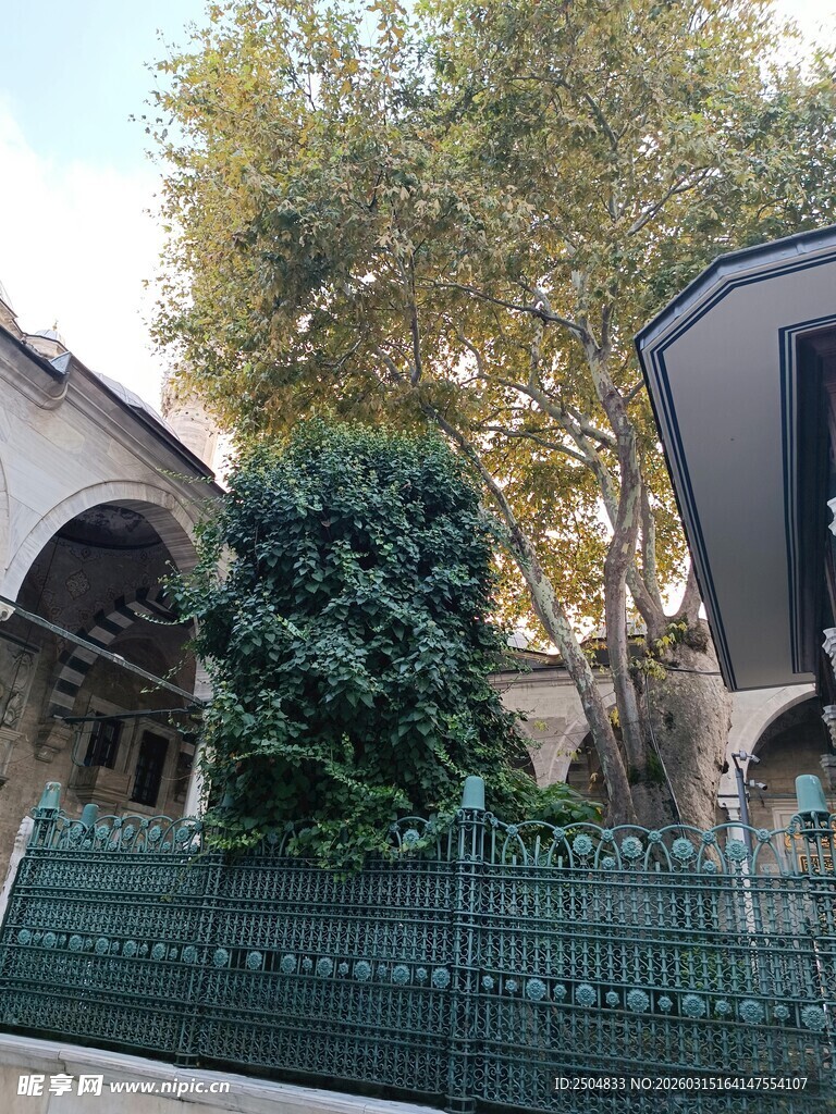 庭院绿植与建筑景致