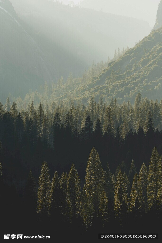 山林迷雾中的茂密松树林