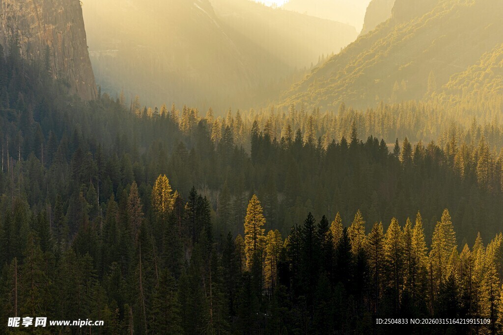 山谷晨光中的茂密森林