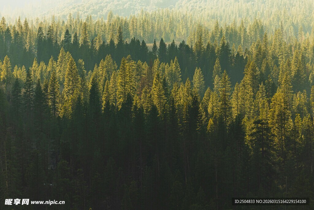 阳光洒落的茂密森林