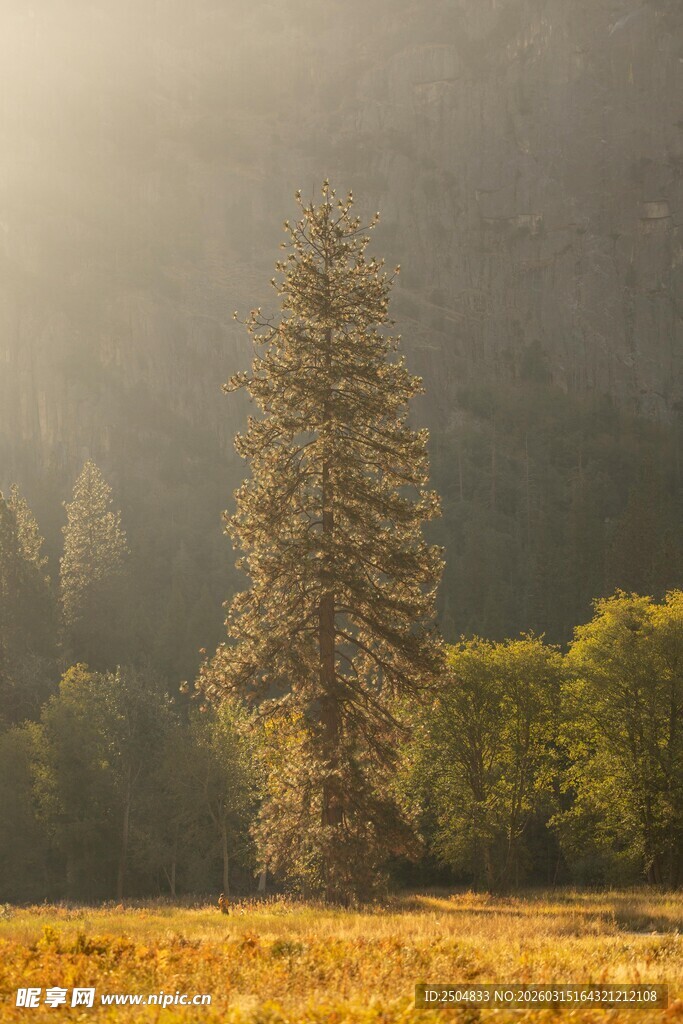 阳光照耀下的挺拔树木